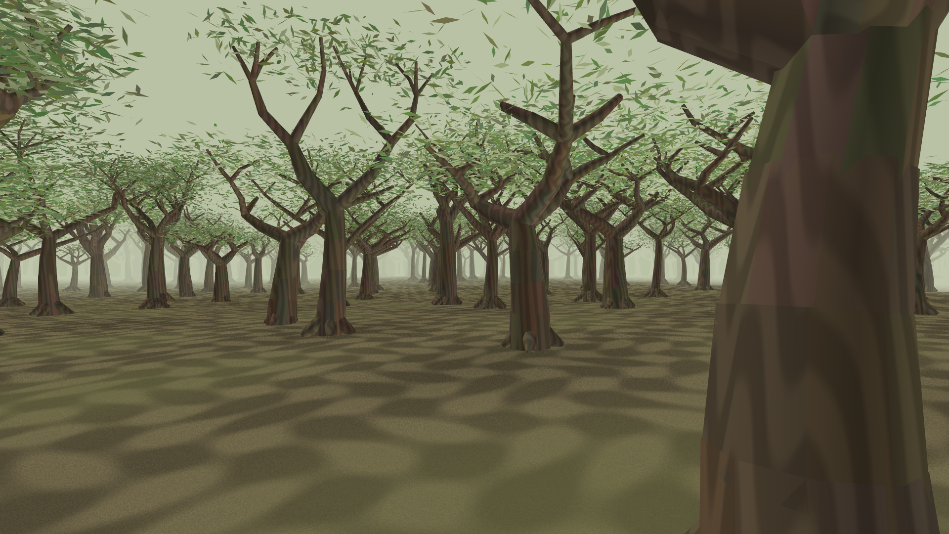 An eye-level walk beneath branching olive trees and silver-green leaves
